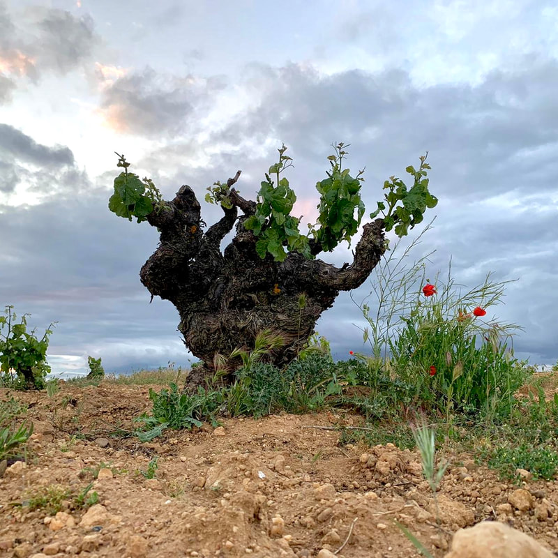 decouverte de vins espagnols de qualite regions différentes rouge et blanc white and red wine spanish spain delivery